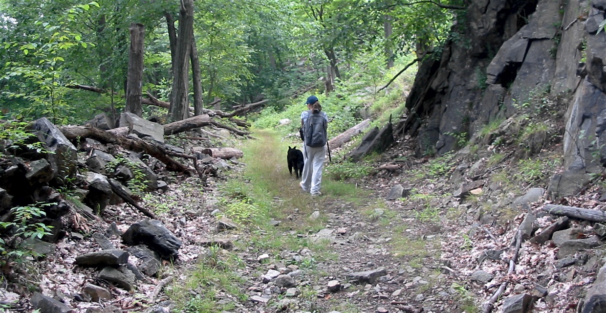 Along T-T Trail on route of railway - Dunderberg Spiral Railway/Bald Mountain Loop - Harriman-Bear Mountain State Parks - Photo: Daniel Chazin Along a grade of the Dunderberg Spiral Railway - Photo by Daniel Chazin