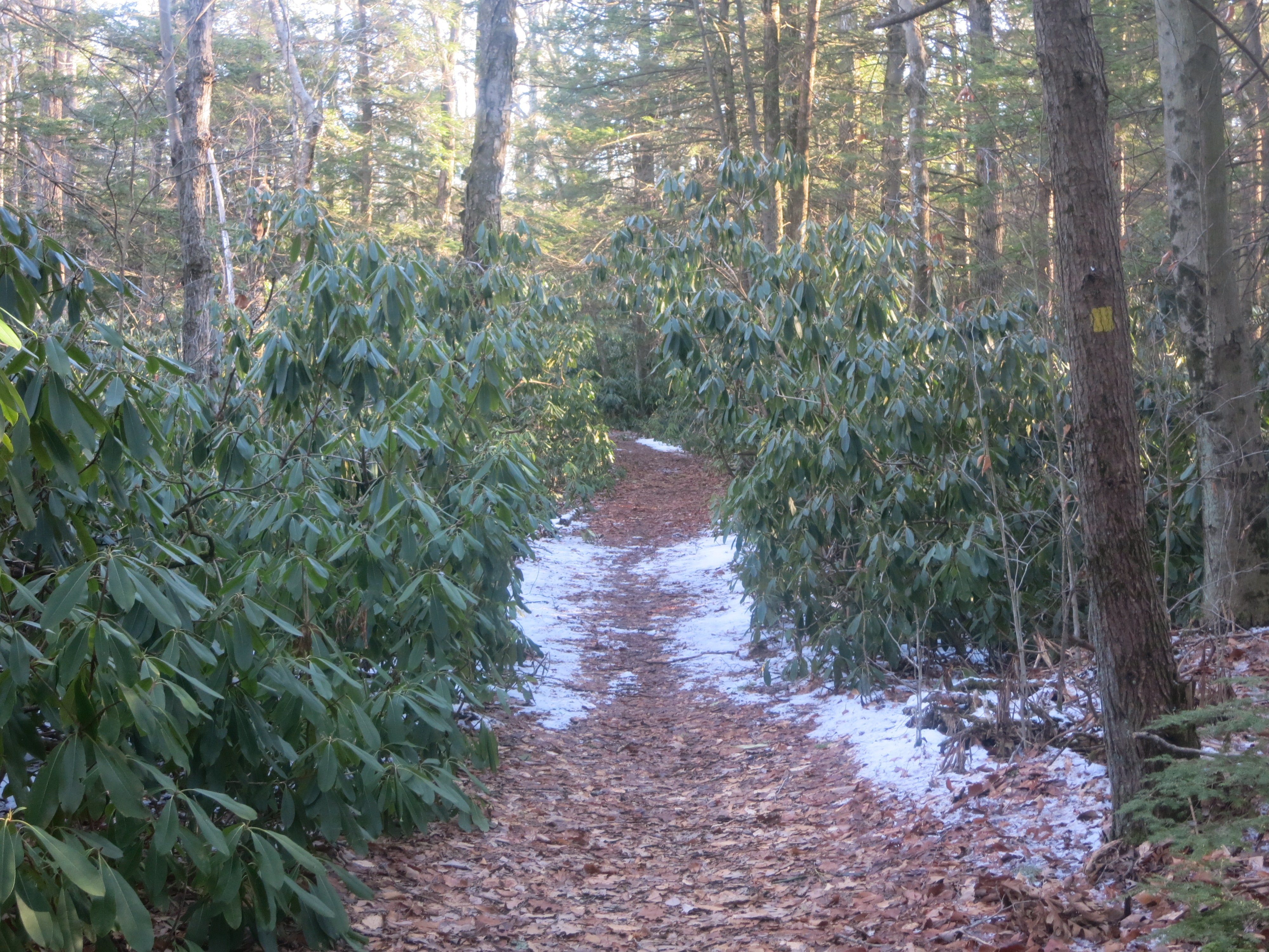 Rhododendron along the Double Pond Trail - Photo by Daniel Chazin
