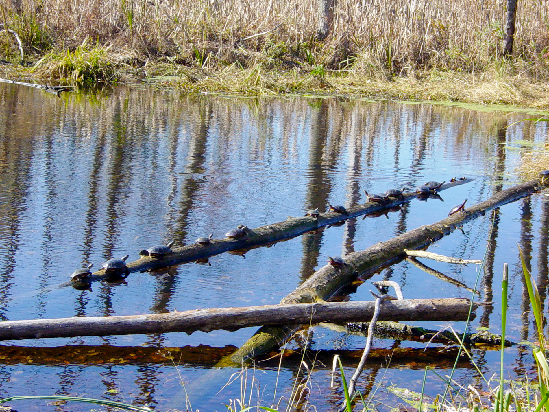 Turtles along the Wood Duck Nature Trail - Photo credit: Jeremy Apgar Turtles along the Wood Duck Nature Trail - Photo credit: Jeremy Apgar