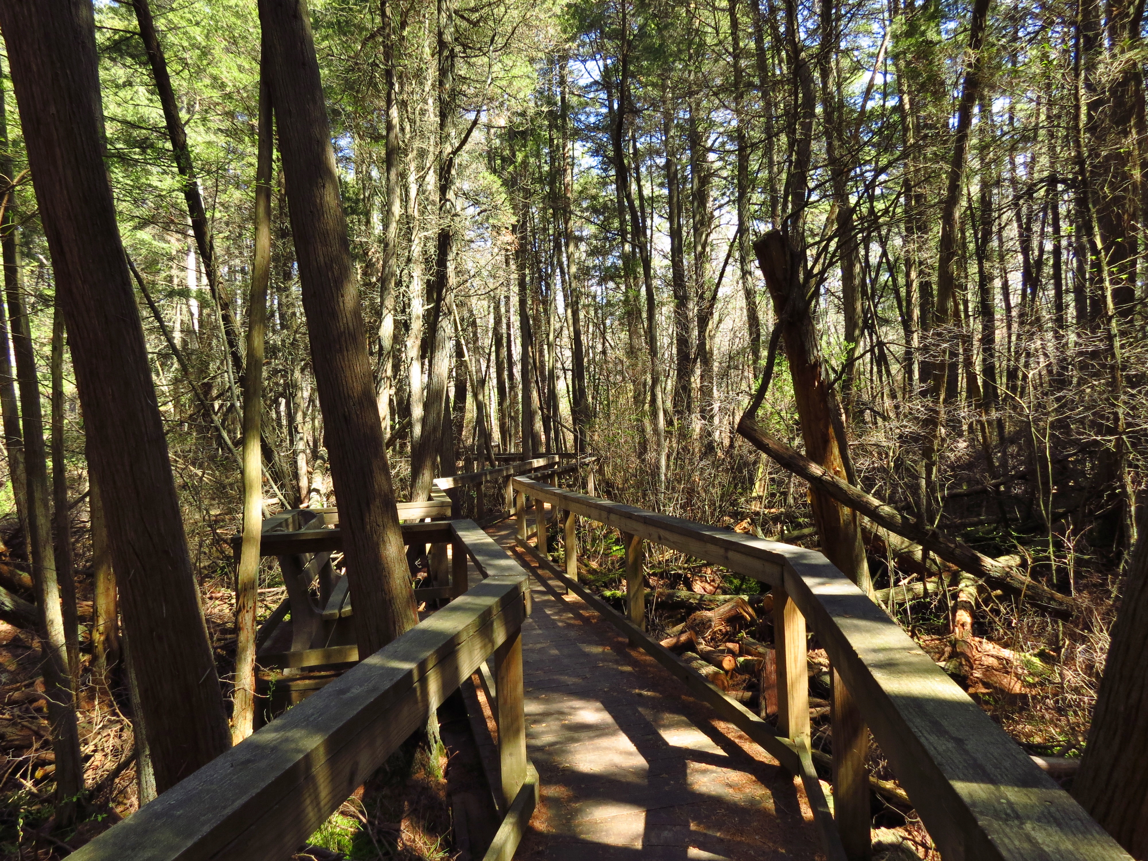 Boardwalk across the white cedar bog - Photo by Daniela Wagstaff Bass River State Forest - Boardwalk across the white cedar bog - Photo by Daniela Wagstaff