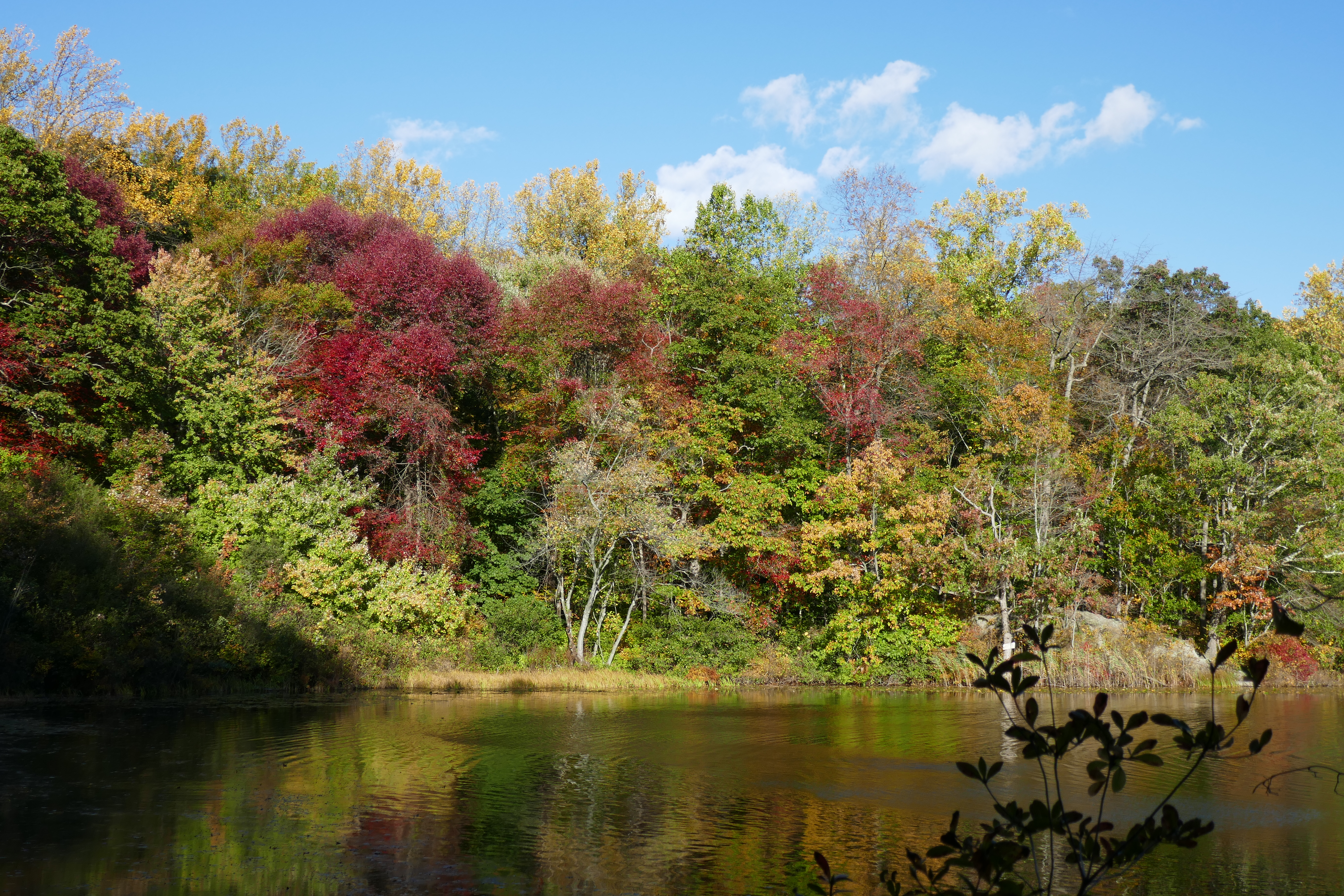 Along the shore of Cranberry Lake Oreserve Photo: Jane Daniels