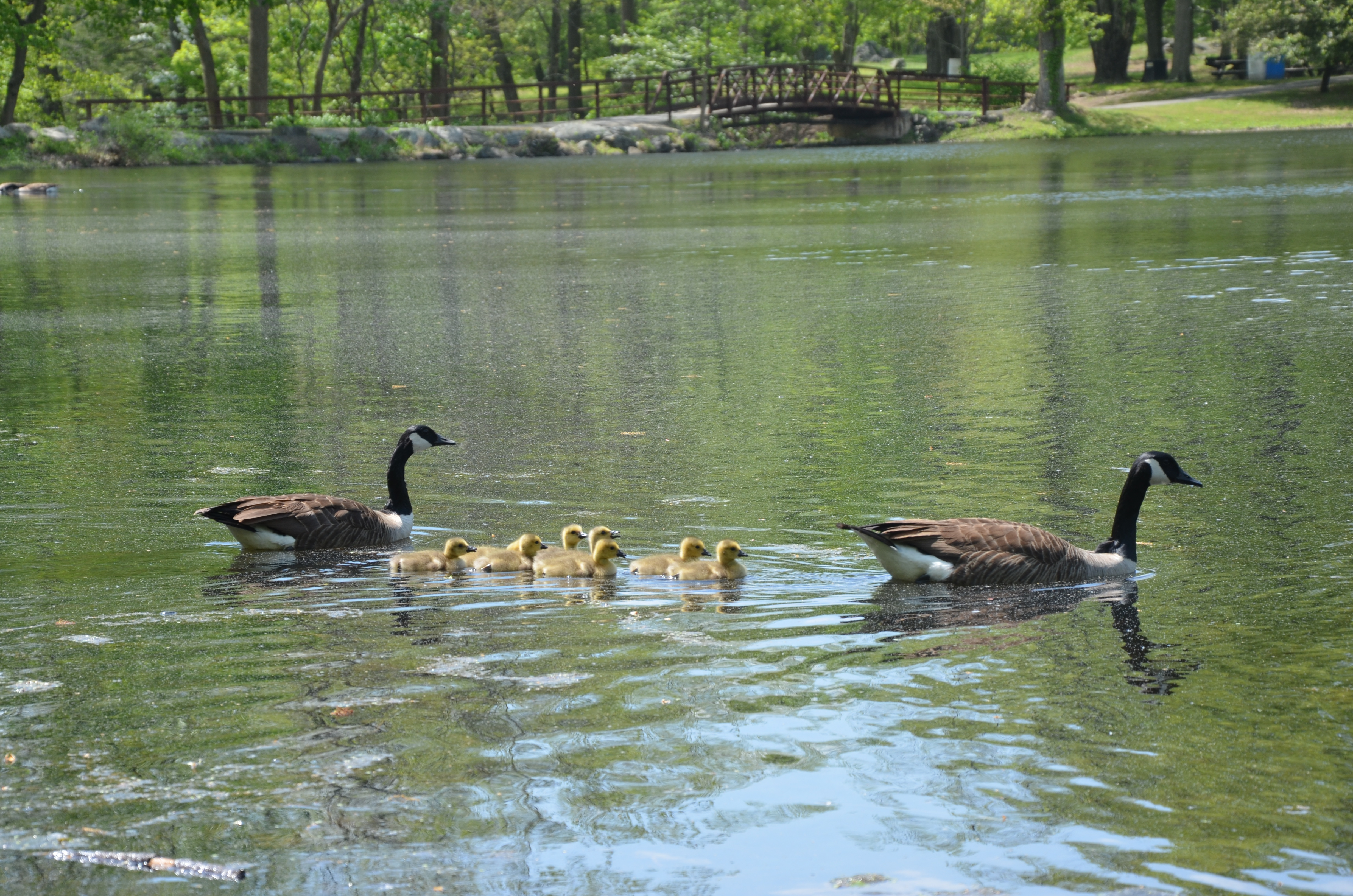 Keeping your goslings in a row Photo: Jim Simpson