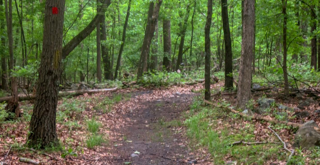 Along the Red Trail in Mount Hope Historical Park. Photo by Daniel Chazin.