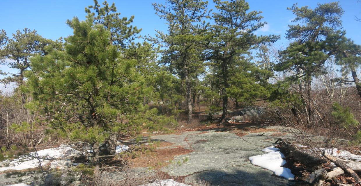The Jenny Lane Trail in Minnewaska State Park Preserve as it proceeds over Shawangunk conglomerate slabs through pitch pines. Photo by Daniel Chazin.