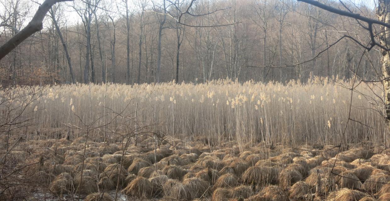 Wetland along the Red Back Trail in Sterling Forest State Park. Photo by Daniel Chazin.
