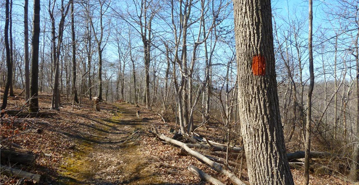 Along the Orange Trail - Photo credit: Daniela Wagstaff