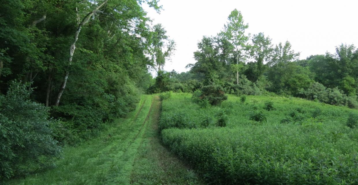 Typical mowed field edges in Whittingham Wildlife Management Area - Photo credit: Daniela Wagstaff