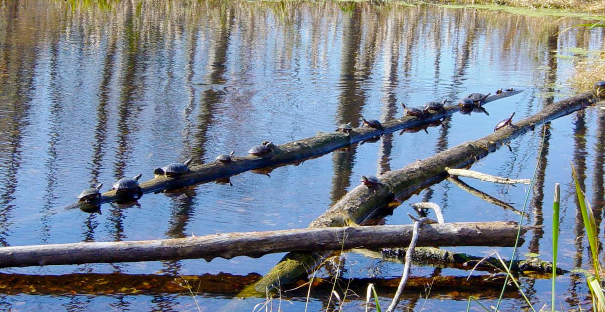 Turtles along the Wood Duck Nature Trail - Photo credit: Jeremy Apgar