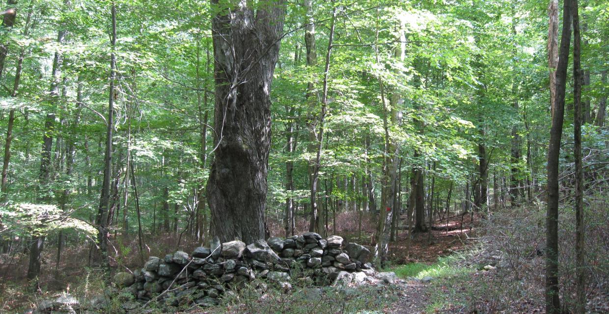 Along a stone wall Photo: Jane Daniels