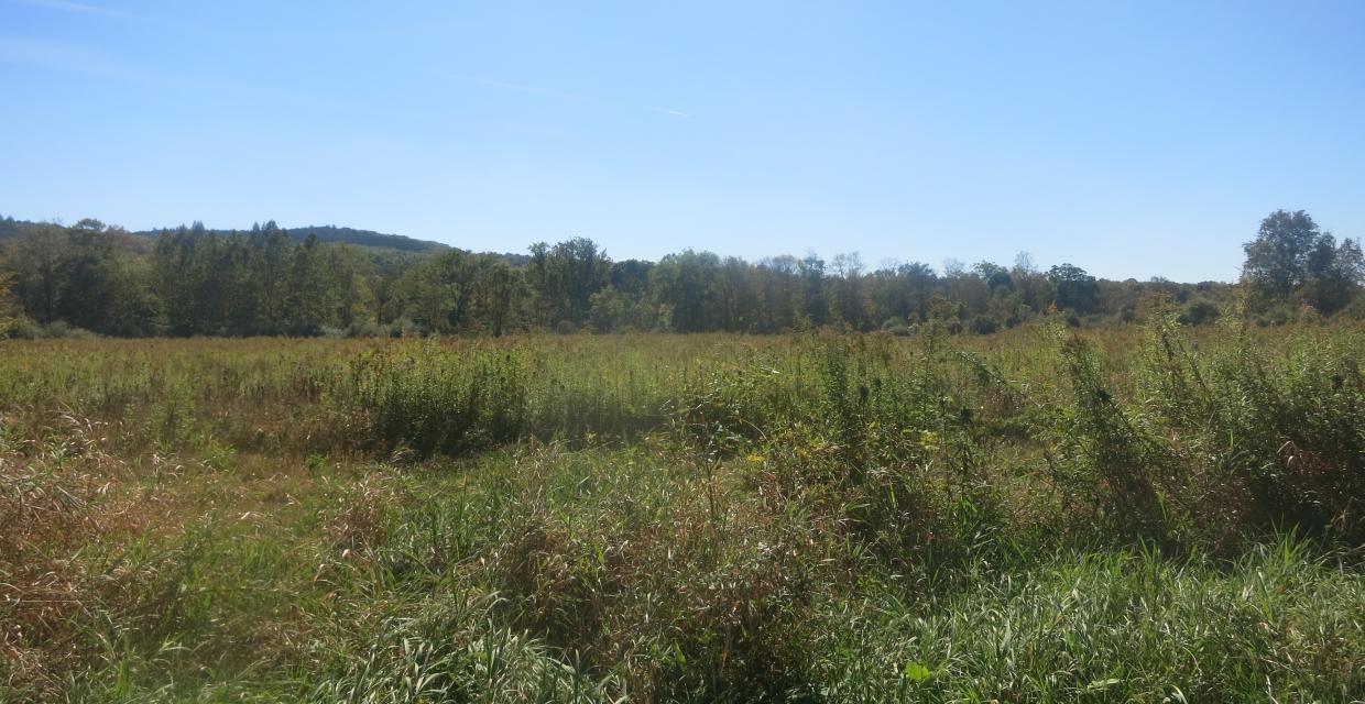 Flatbrook-Roy Wildlife Management Area - Photo by Daniel Chazin
