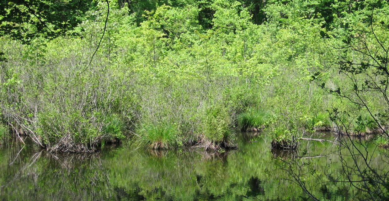 Wetlands Photo: Jane Daniels