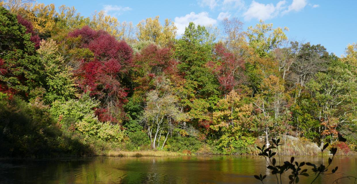 Along the shore of Cranberry Lake Oreserve Photo: Jane Daniels