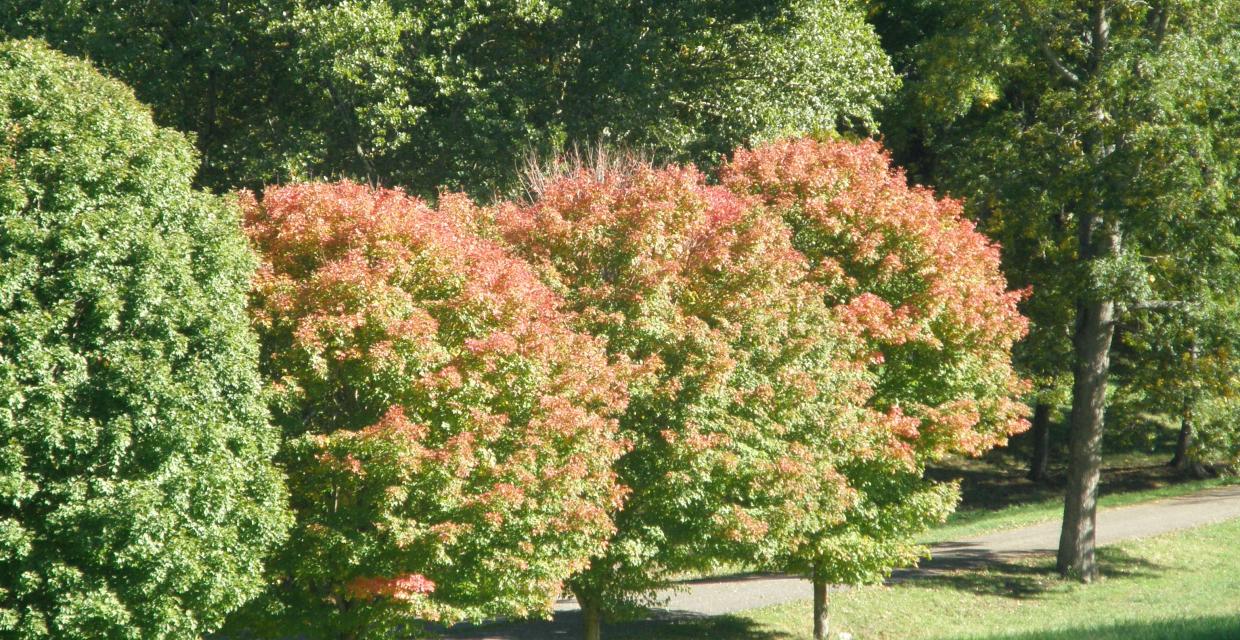 Maple trees just beginning to turn colors Photo Jane Daniels