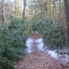 Rhododendron along the Double Pond Trail - Photo by Daniel Chazin