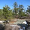 The Jenny Lane Trail in Minnewaska State Park Preserve as it proceeds over Shawangunk conglomerate slabs through pitch pines. Photo by Daniel Chazin.