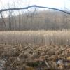 Wetland along the Red Back Trail in Sterling Forest State Park. Photo by Daniel Chazin.
