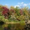 Along the shore of Cranberry Lake Oreserve Photo: Jane Daniels