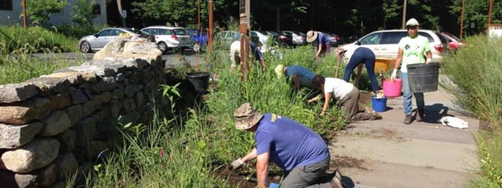 Several volunteers kneeling and weeding the gardens behind the stone wall
